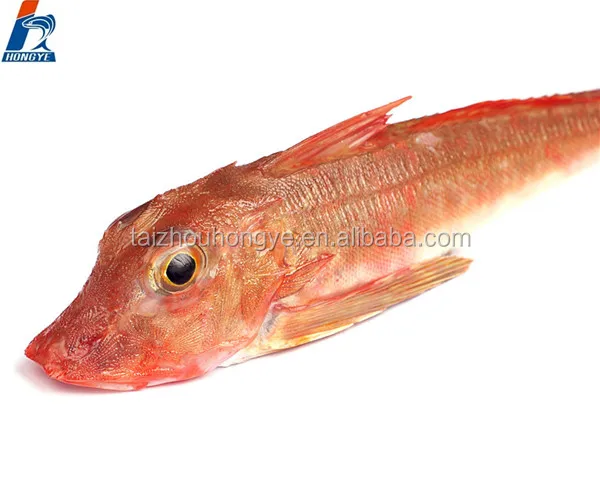 IQF/BQF seafood frozen red gurnard fish Lepidotrigla microptera fillet