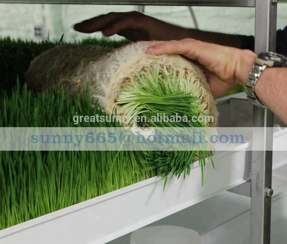 Barley germination for barley seeds used  animal feed for cattle and sheep for Barley grwoing sprout