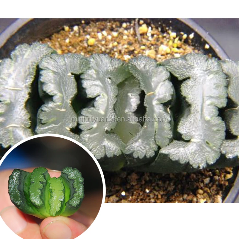 Суккуленты из Haworthia truncata