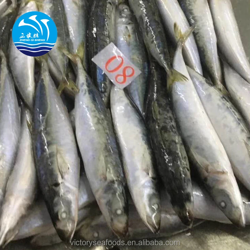 Whole Frozen Pacific Mackerel For Fishing Bait