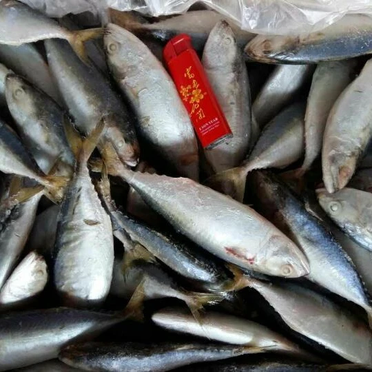 Замороженная индийская скумбрия класса AA 4-6