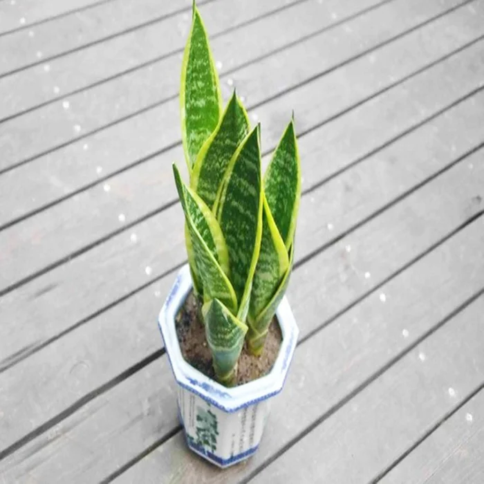 
Houseplants all types of sansevieria plants / sansevieria trifasciata 
