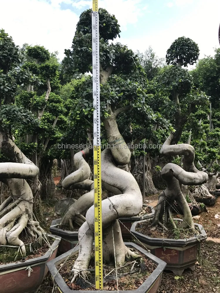 
Ficus microcarpa 8 shape, bonsai trees for outdoor 