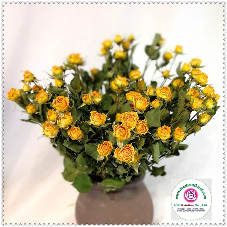 natural dried sprayed rose bunches with size 10 stems per bunch