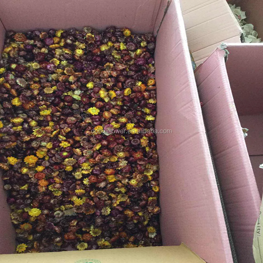 Dried Straw flowers herb flower bloom head