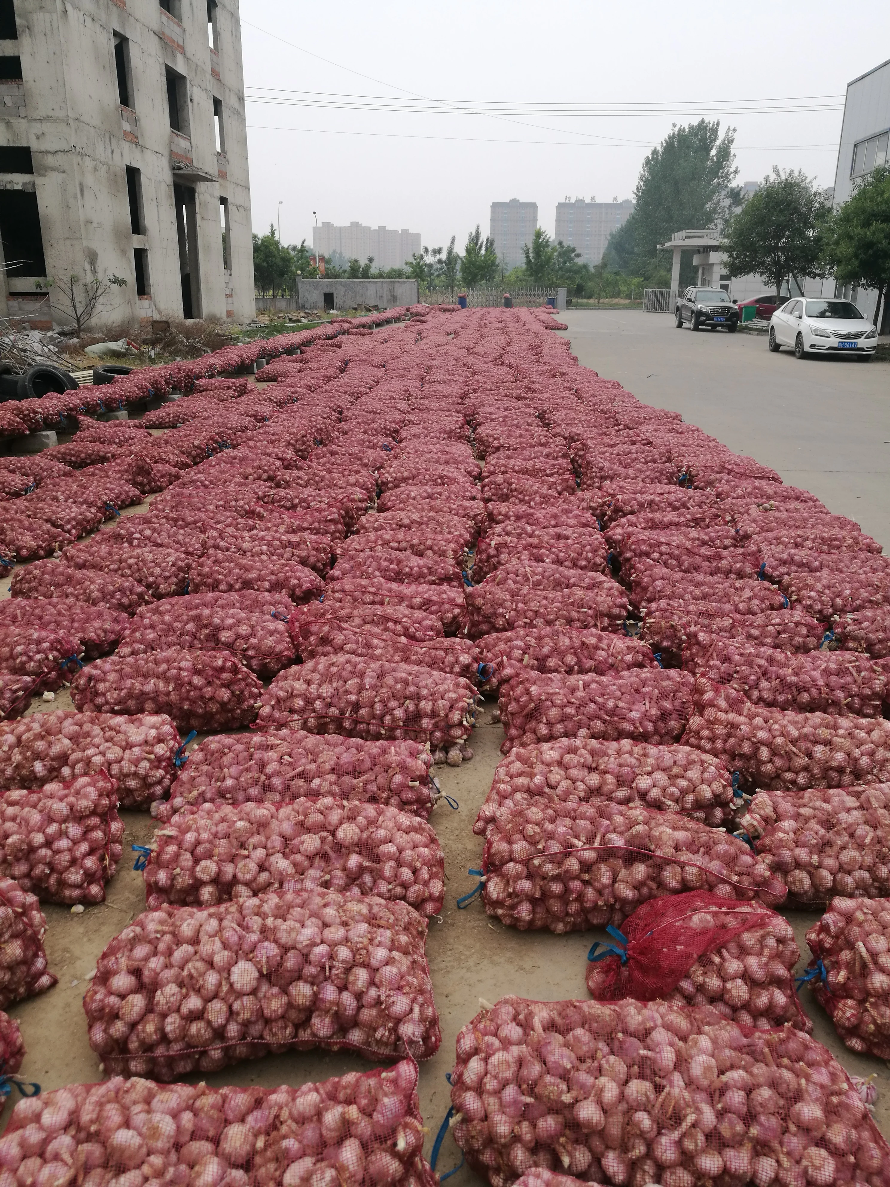 
2021 New Crop Jining Fresh new crop red garlic 