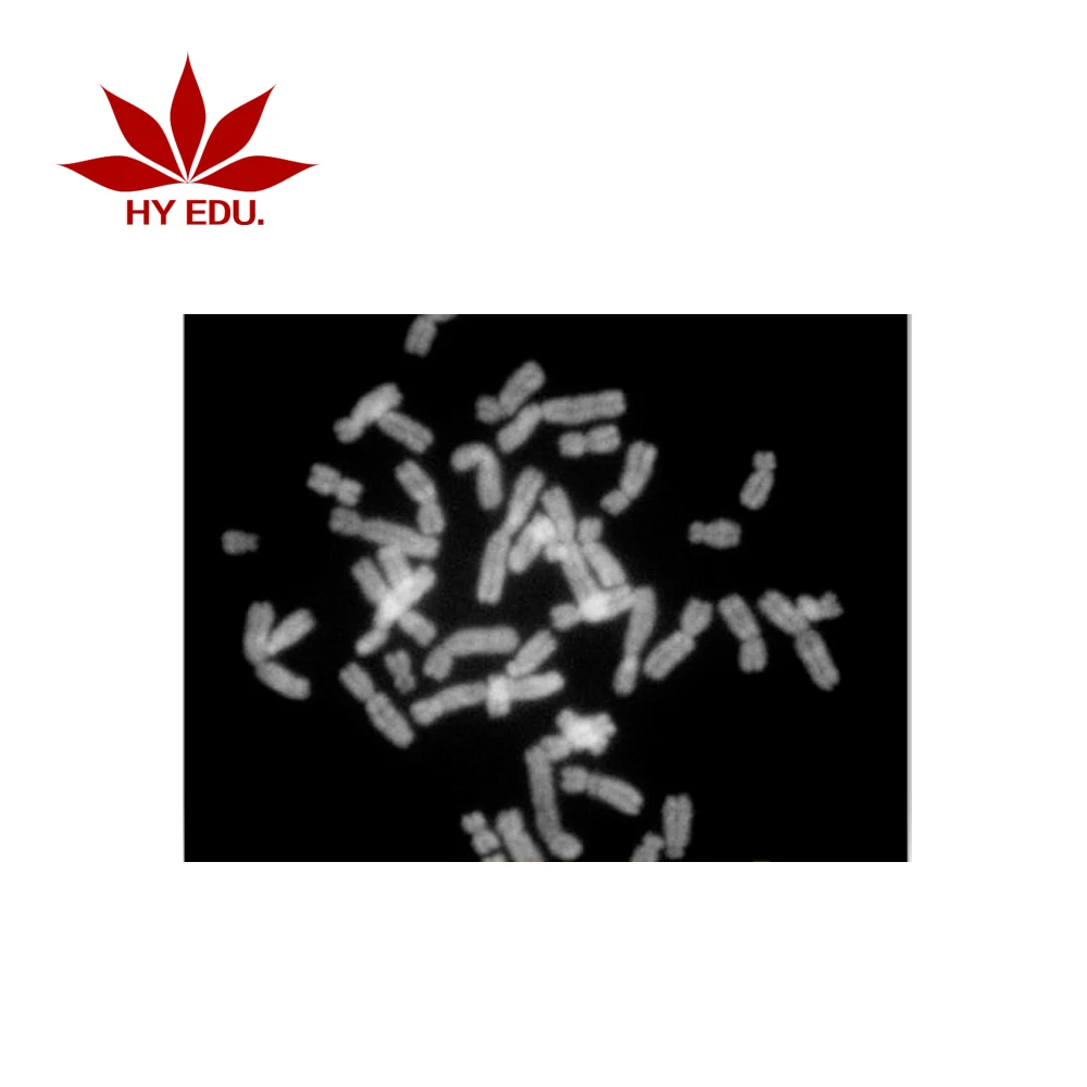 Fixed set high quality 14 pieces chromosome microscope prepared slides,human chromosome slides