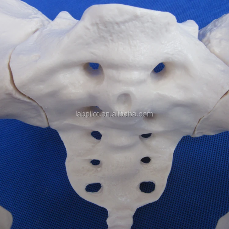 HOT Adult Female Pelvis Model, Human Teaching Anatomy Model Bone Pelvic Floor 3D Medical Simulation Phantom