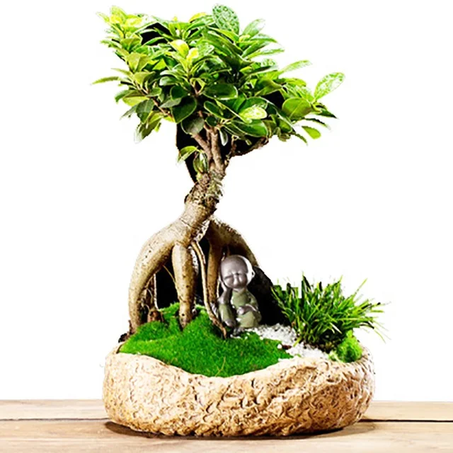 Indoor Grafted bonsai tree real bonsai ficus microcarpa ficus ginseng home decorate plants