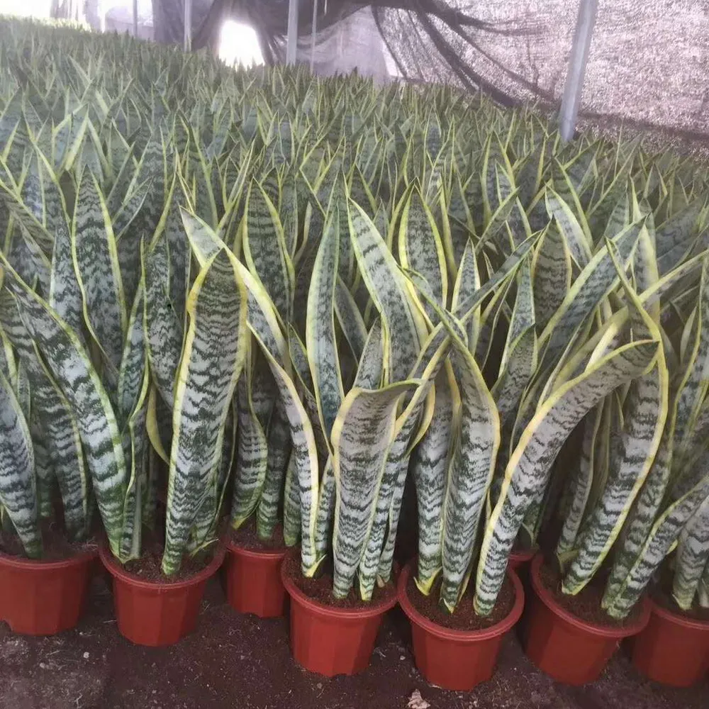 
 Растение сансевиерии  