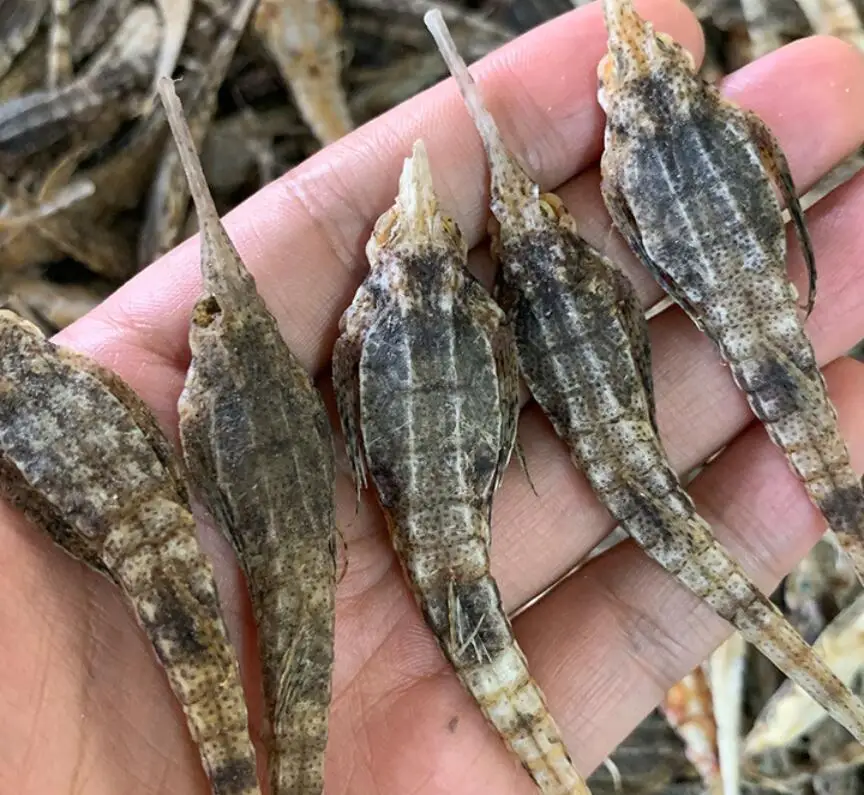 
TCM Pegasus laternarius Cuvier dried body for sale 