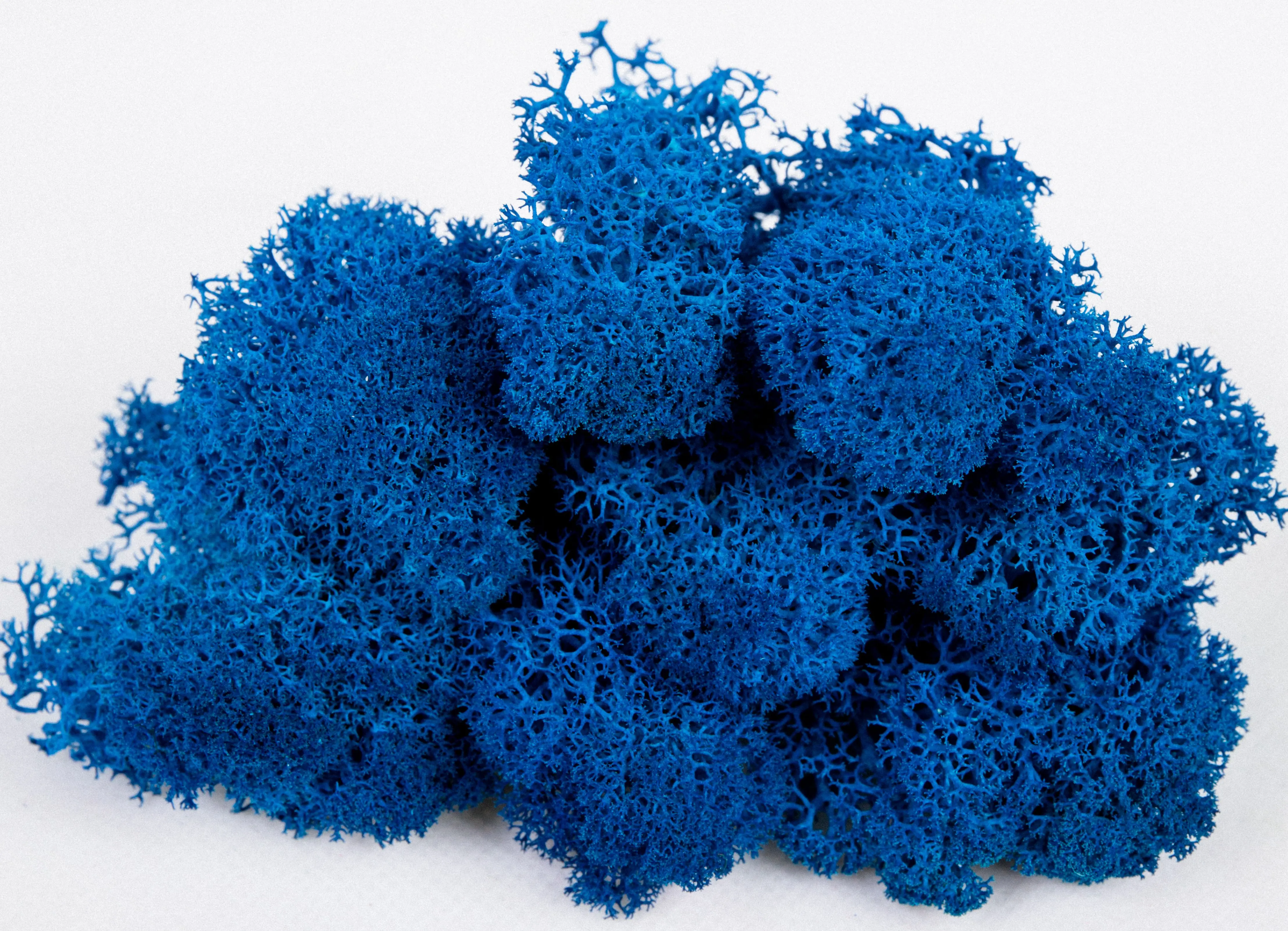 wholesales reasonable price dried sphagnum preserved moss