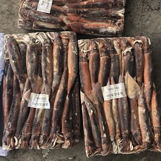 2019 best quality and freshest seafood  frozen illex argentina squid