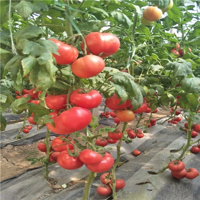 
Suntoday Indeterminate TY high yield turkey heirloom tomato seeds pink 10gr/bag 