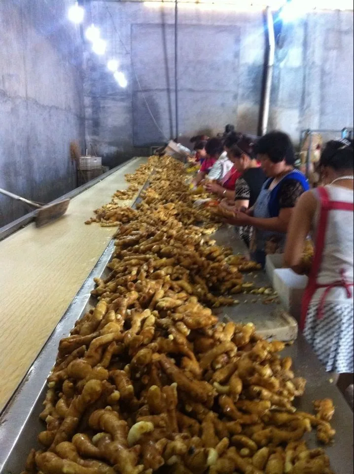 High quality 2021 dried fresh ginger root market price per ton wholesale Ginger fresh price for ginger import