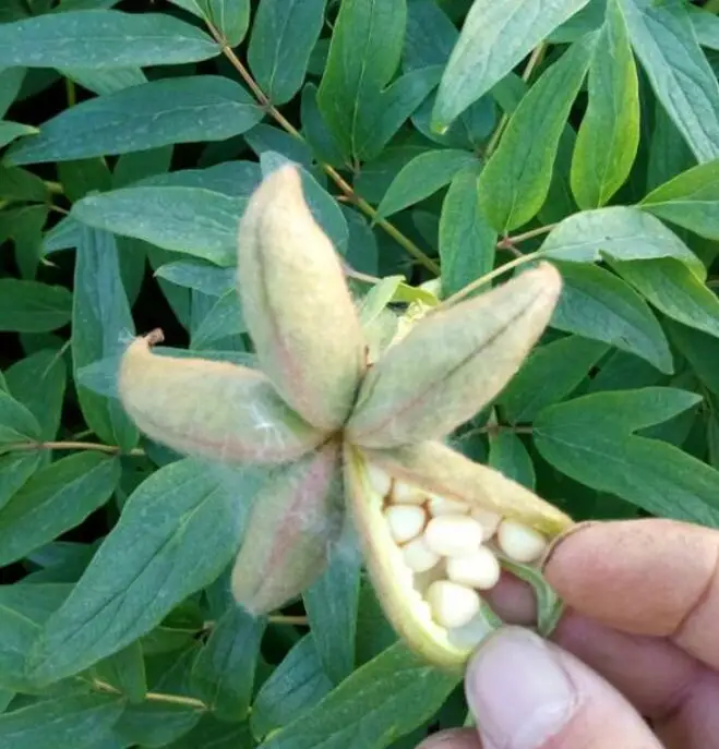 Декоративные растения, смешанные цвета, семена пиона для посева