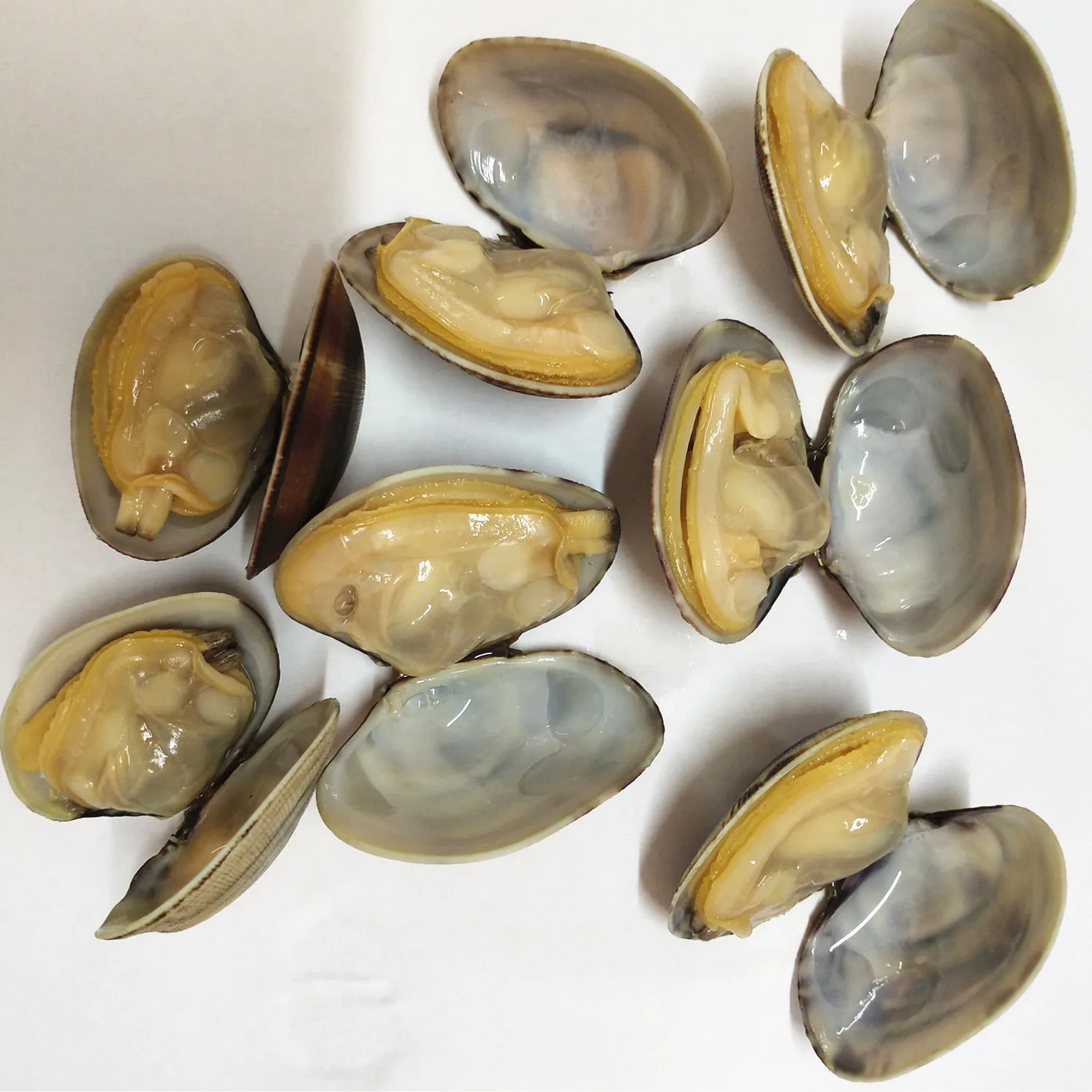 new frozen baby clams meat with shell