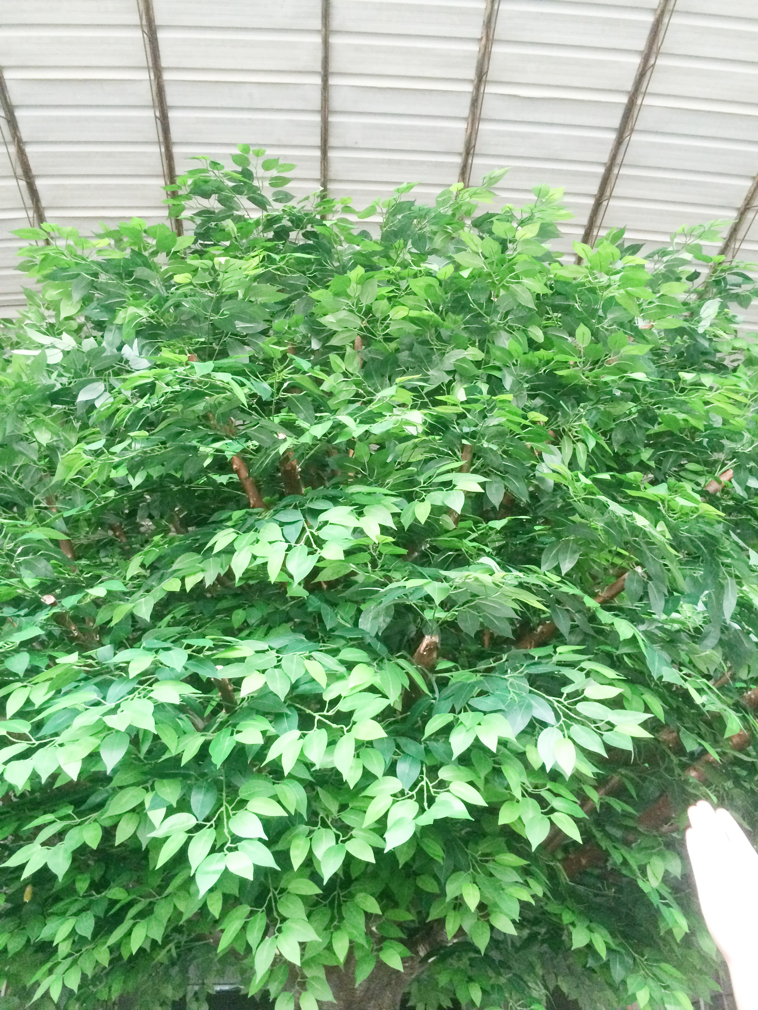 slightly bent shape banyan tree Artificial ficus microcarpa bonsai plant tree