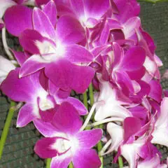 
Dendrobium Orchids - Pink 