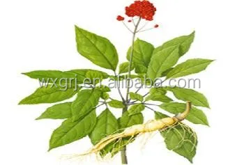 Panax ginseng extract Panax extract PanaxginsengC.A.Mey. 80% UV