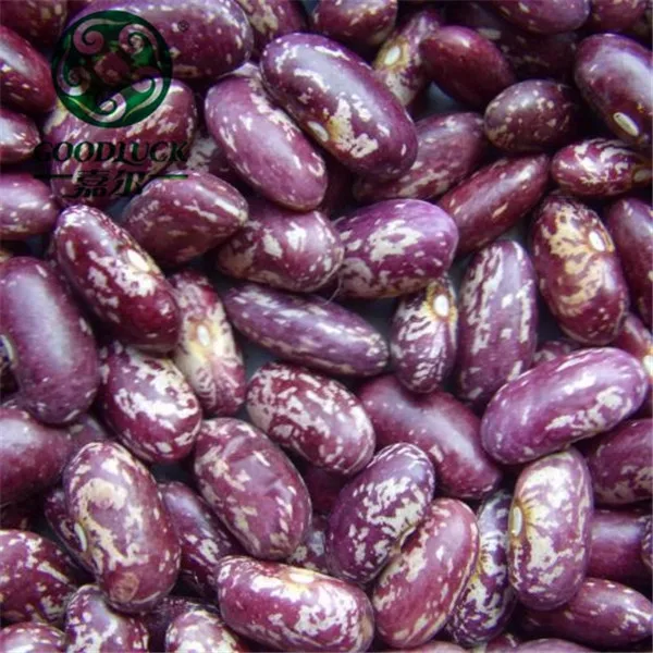 
Different Types of Dried Beans for Canned Food of Spain Price Ton 