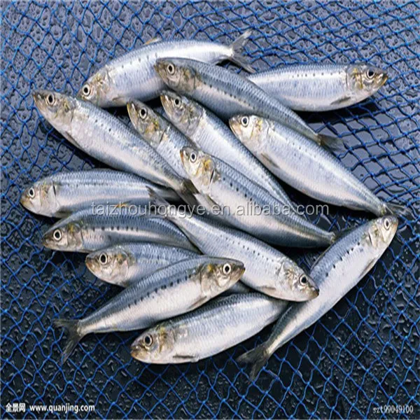 Good Price Frozen HGT sardine for good sale