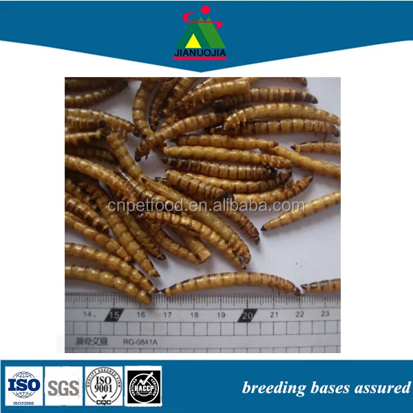 Черви и насекомые с птицами