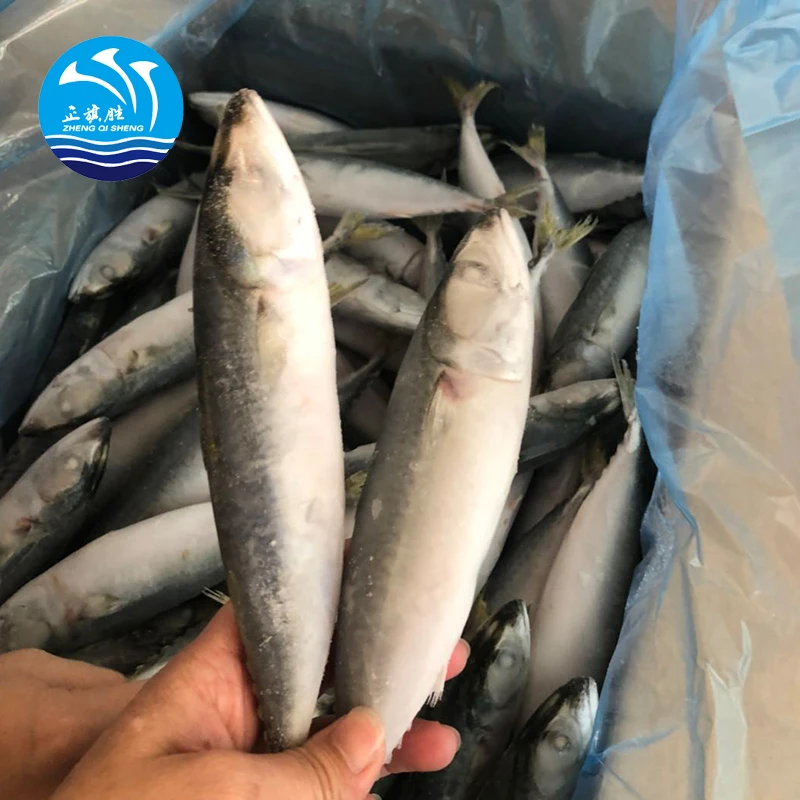 Для продажи Scomber Scombrus Atlantic Mackerel
