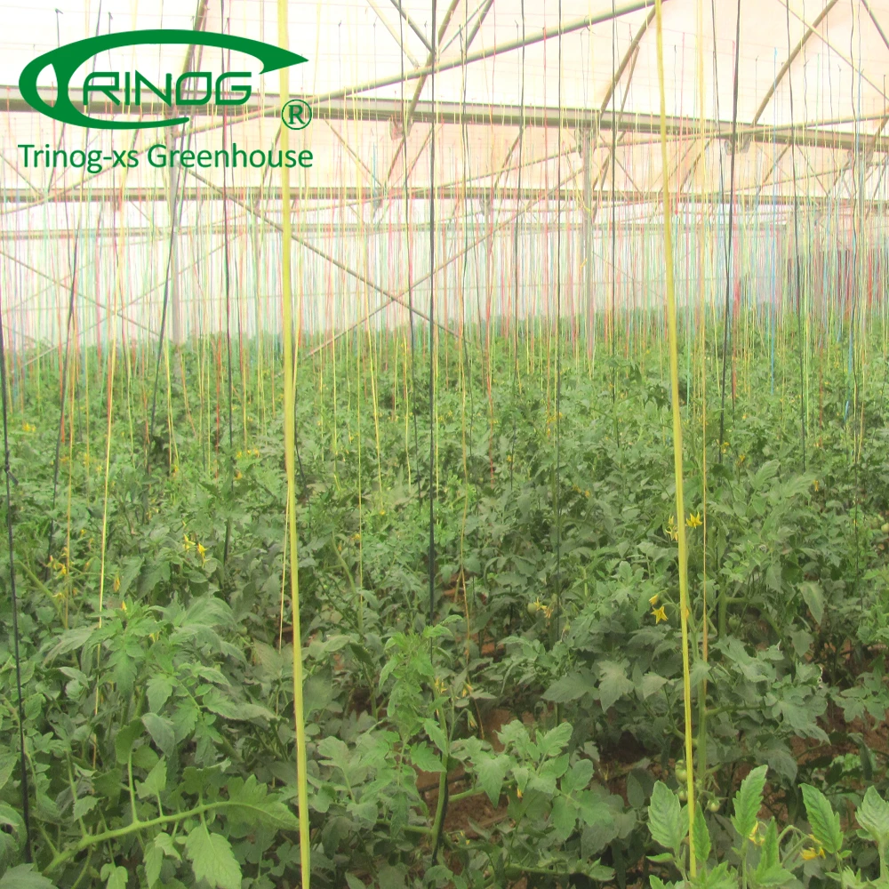 Low cost plastic greenhouse garden used for vegetable