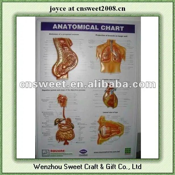 3d printing posters PVC poster with anatomical picture