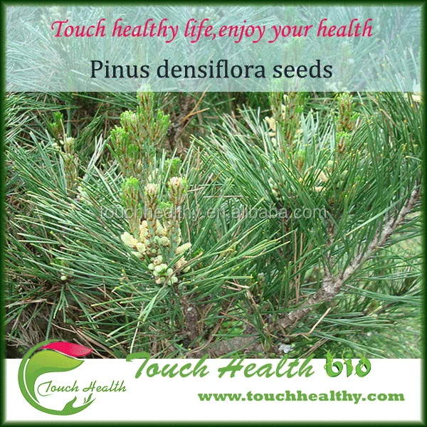
2021 Hot sale Pinus densiflora seeds 
