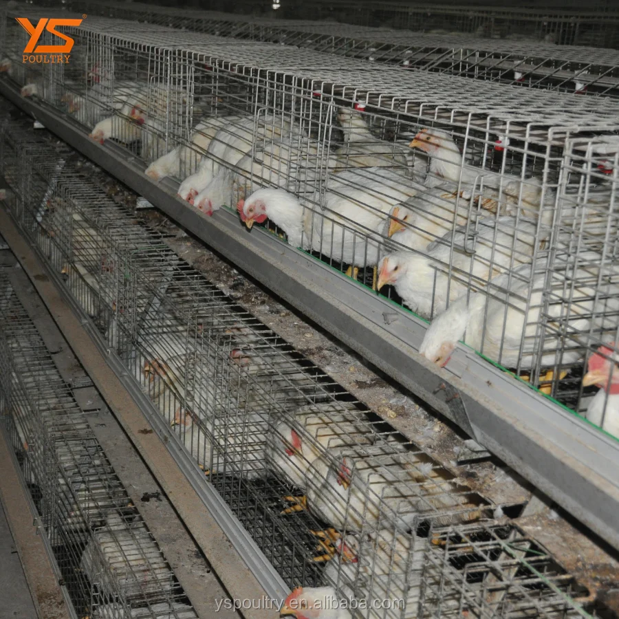 Best Design A Type Automatic Chicken Broiler Cage