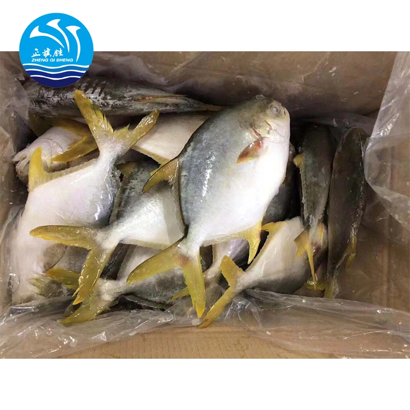 wholesale seafood Frozen Golden Pompano/Golden Pomfret