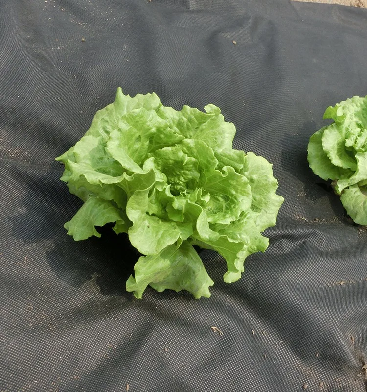 BSCI factory black pp nonwoven weed mat for garden plant