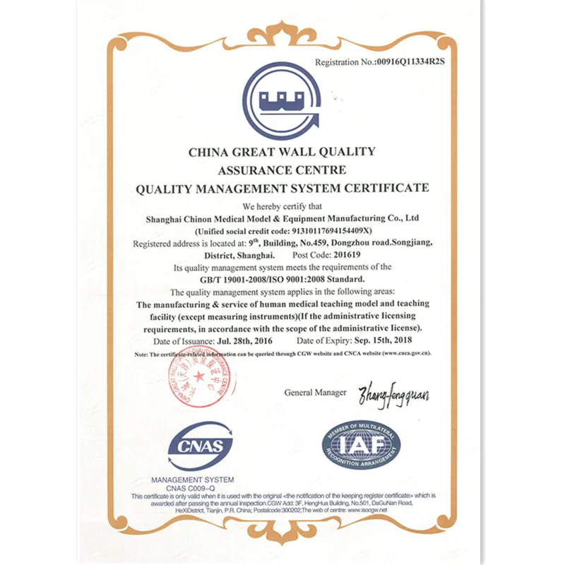 arms muscle anatomy structure model