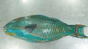 Frozen Parrot Fish whole round for sale