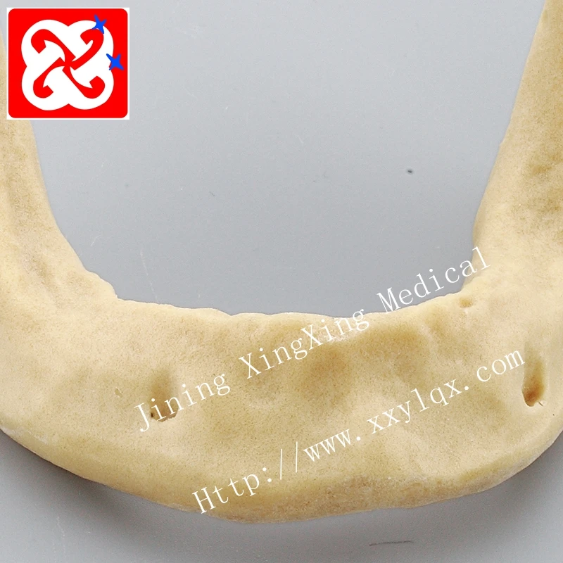 Drilling practice implant model jaw