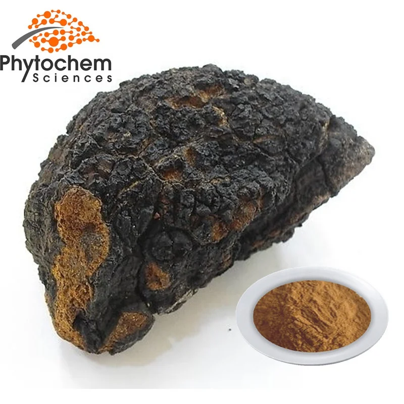 
Sell natural chaga mushroom triterpene extract organic chaga mushroom supplier raw chunke chaga mushroom 