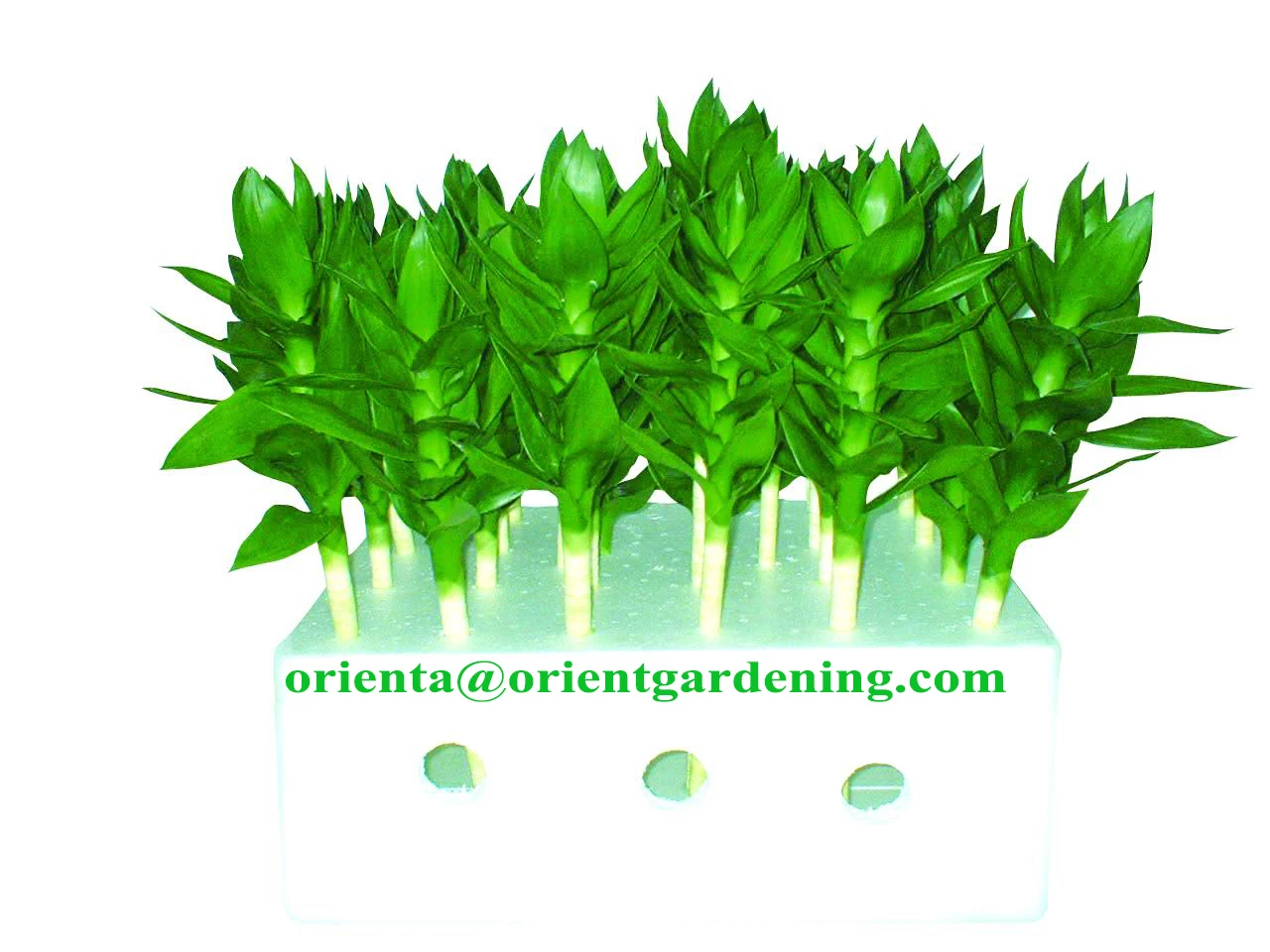 lucky bamboo live plant  plants 50cm-100cm  lotus lucky bamboo plant with leaves