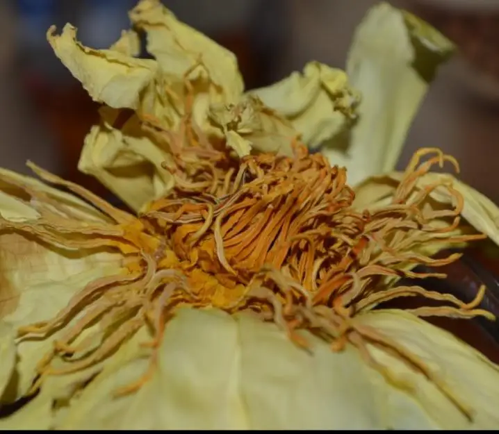 Huang lian hua blooming flower tea yellow Nymphaea tetragona flowers tea
