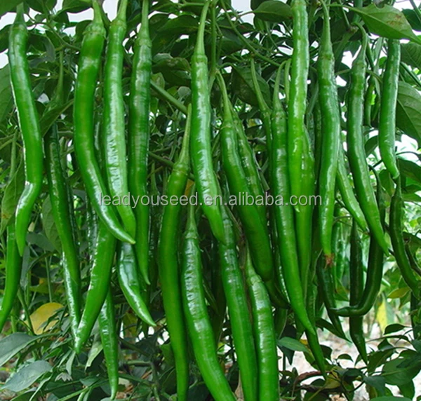 JP01 Heijin высокопрочные гибридные семена горячего чили f1