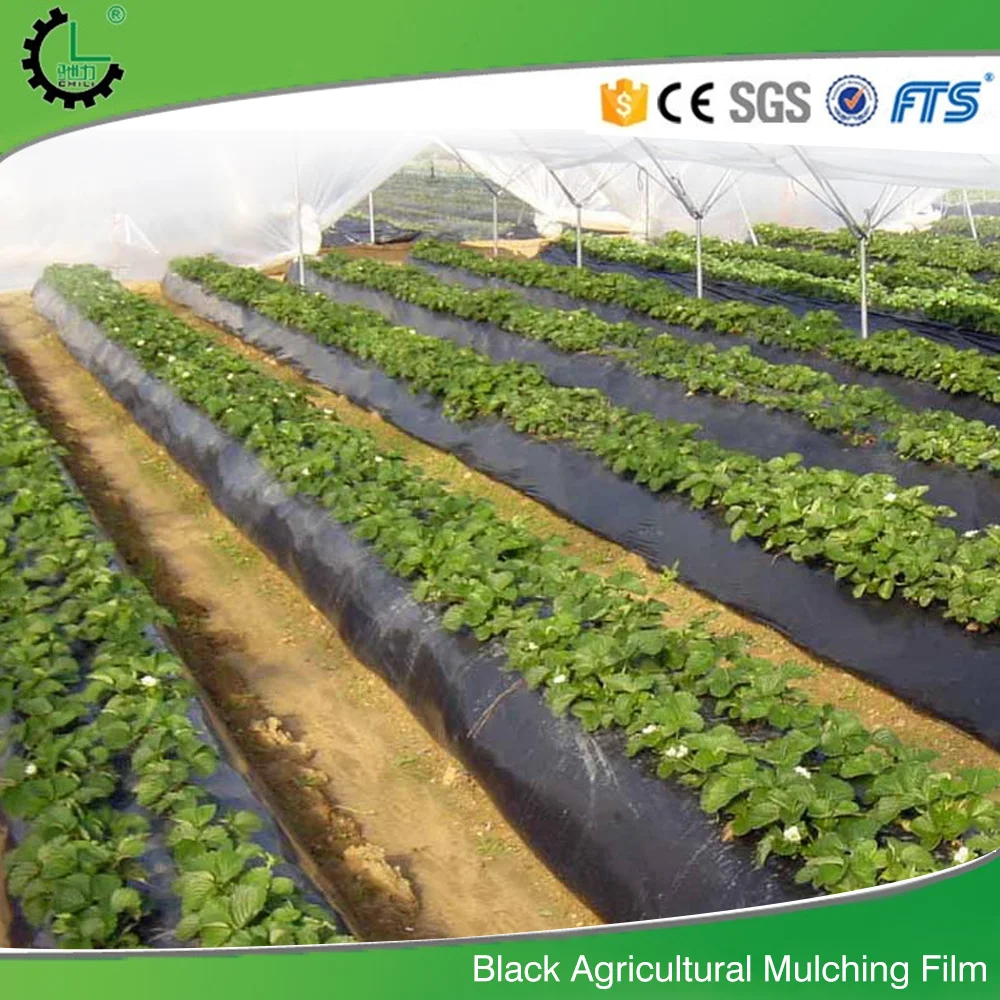 
Perforated plastic mulch film use for vegetable planting 