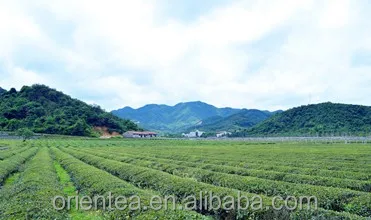 
Japanese organic Matcha green tea Powder 