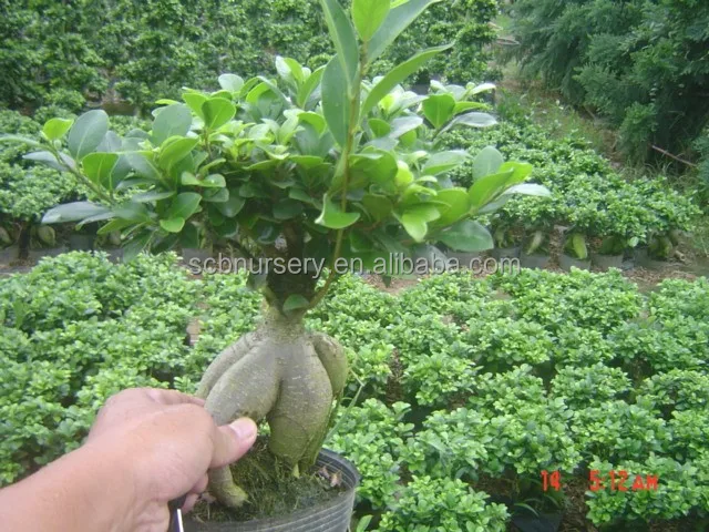 Женьшень фикус комнатный бонсай