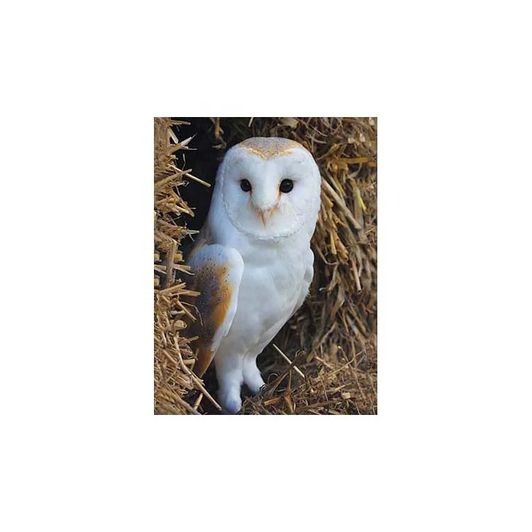 
High definition 3D lenticular picture printing cute owl picture for best price ready to ship 
