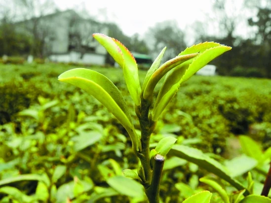 High quality Top 10 famous Chinese tea gift packing the vert de china green tea Longjing Tea