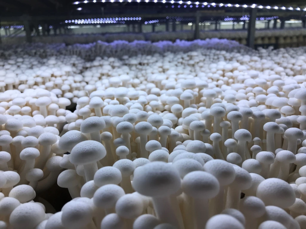 
High Quality Bulk fresh White Snow Fungus shimeji Mushroom 