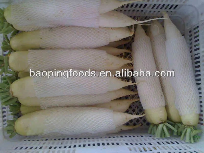 
chinese fresh white turnip for sale 