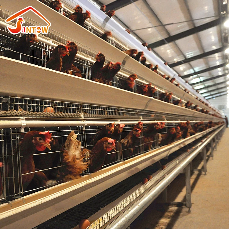 hot galvanizing chicken cage for poultry equipment A type 3 tier 4 tiers 160 birds chicken layer battery cage for sale