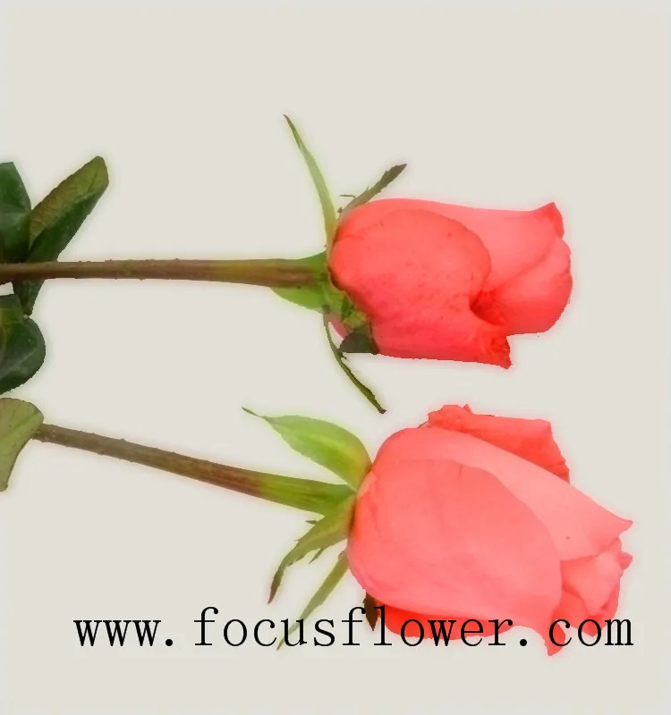 Wholesale fresh cut roses fresh jasmine flowers pink movie star rose from Yunnan